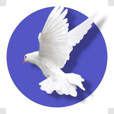 25 تصویر دوربری کبوتر